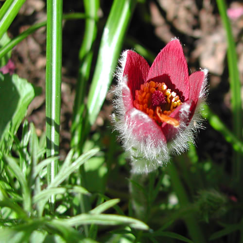 Anemone pulsatilla Burgundy